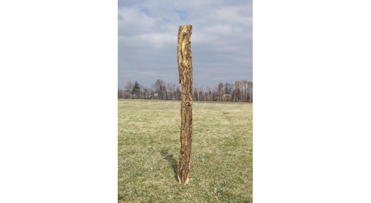 Kůl ohradníkový dubový 120-150x2000 mm