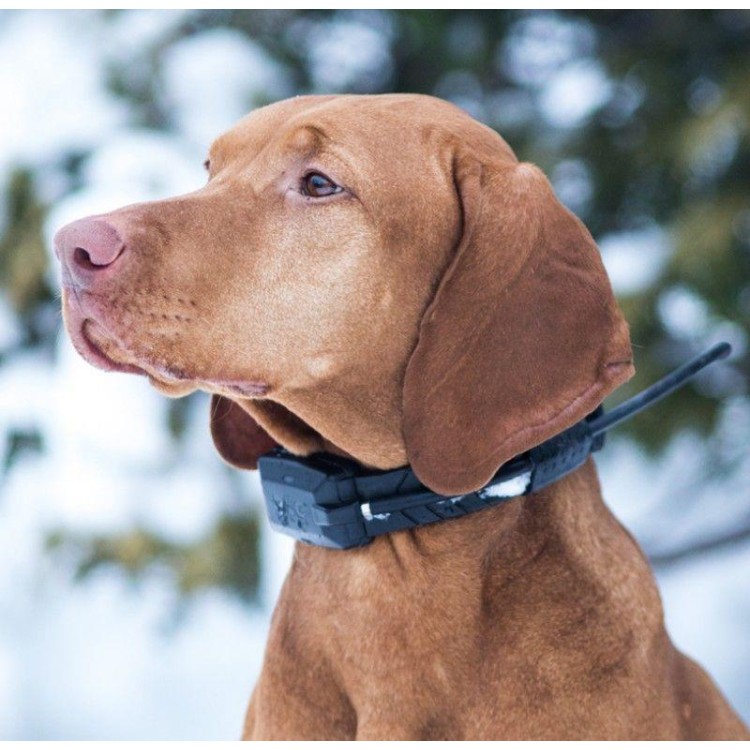 Obojek pro dalšího psa DOG GPS X20 (zelená)