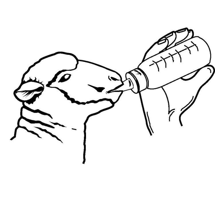 KERBL 278 Láhev napájecí pro jehňata Anti-Vac 500ml