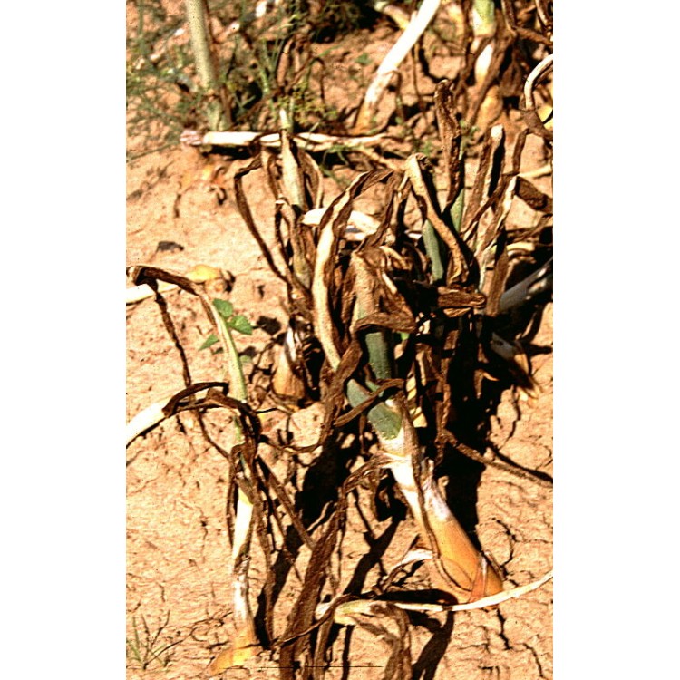 Plíseň stop 3x20g Champion 50 WG 017427