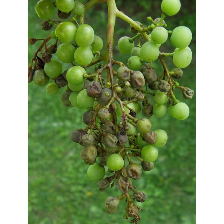 Plíseň stop 3x20g Champion 50 WG 017427