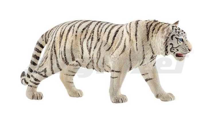 Tygr bílý