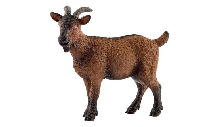 Koza domácí