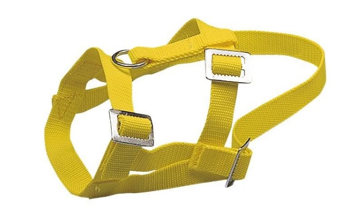 Ohlávka pro ovce a kozy žlutá