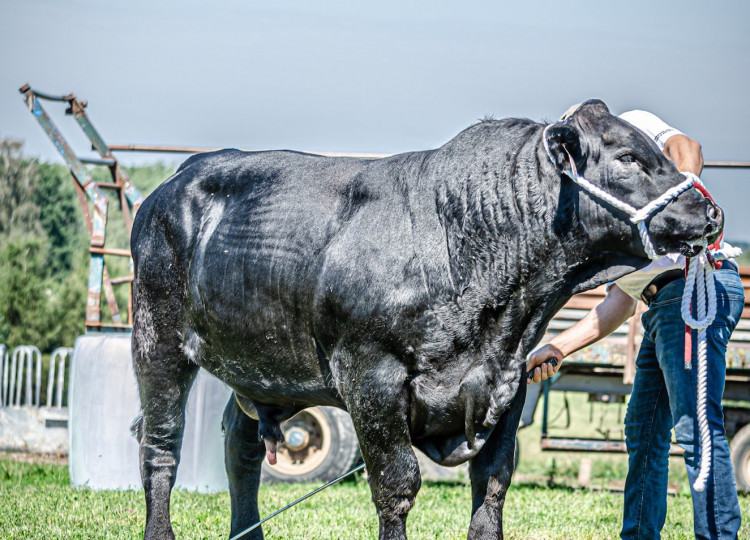 Aberdeen Angus v celé své kráse