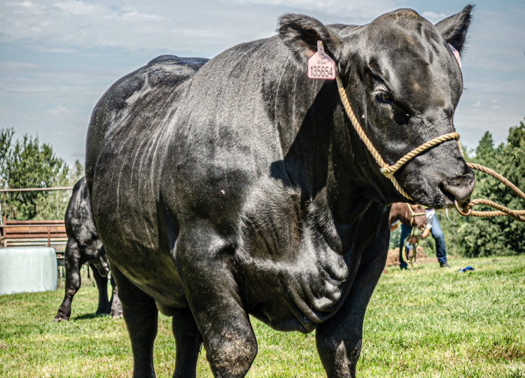 Aberdeen Angus v celé své kráse