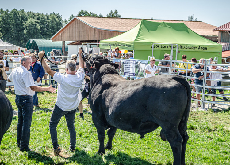 Aberdeen Angus v celé své kráse